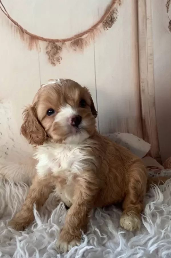 2 Aylık Cavapoo Yavruları