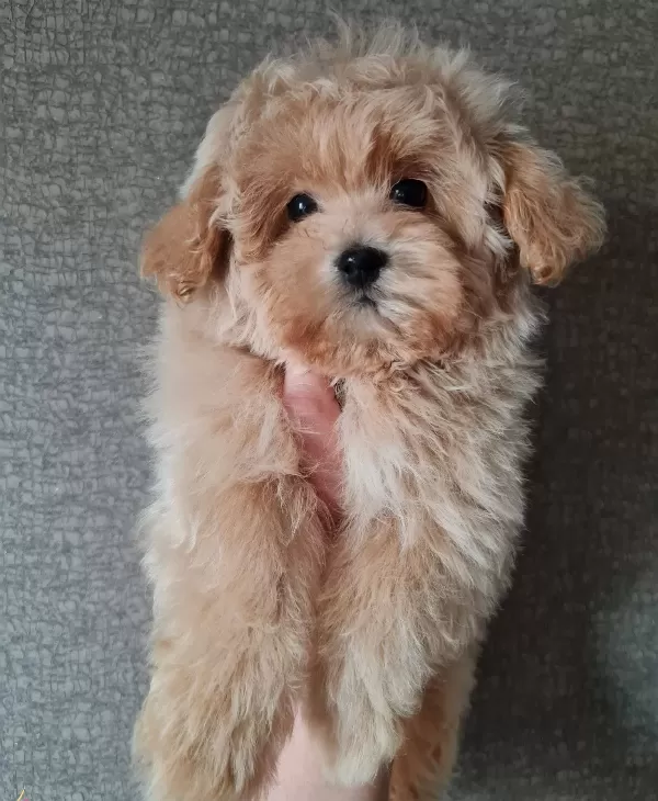 Super Mini Erkek Maltipoo