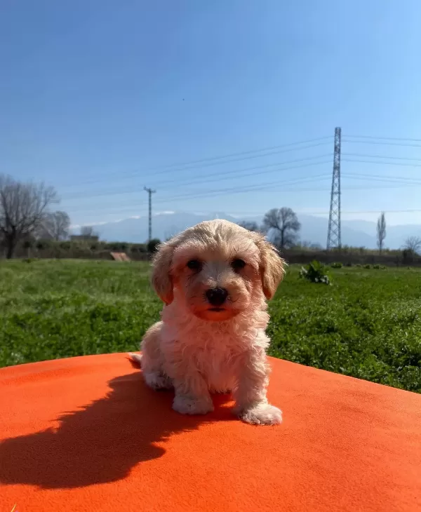 Maltipoo Bebeklerimiz