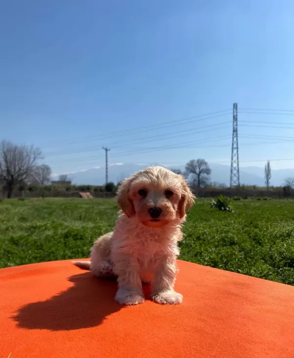 Maltipoo Bebeklerimiz