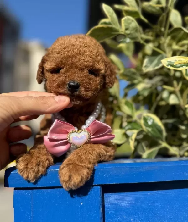 Orjinal Toy Poodle Bebeklerim