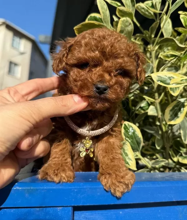 Orjinal Toy Poodle Bebeklerim