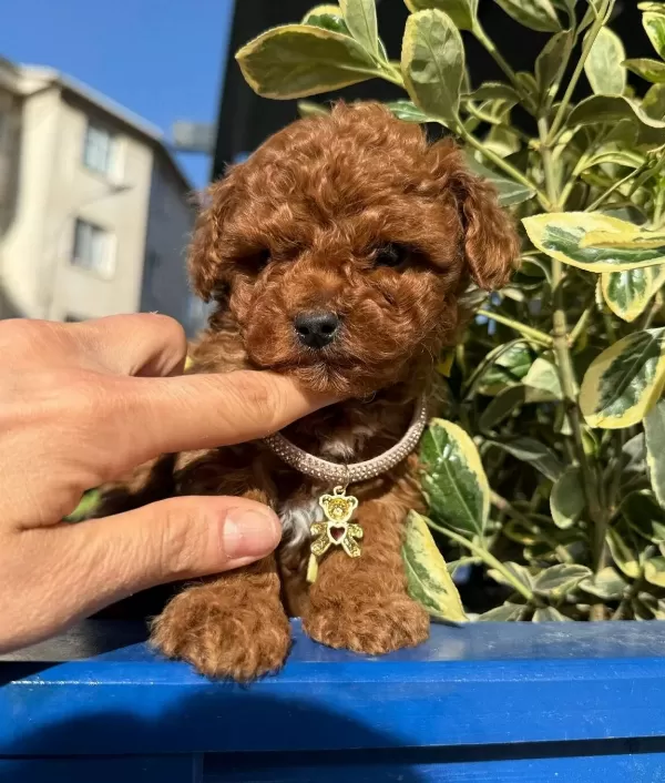 Orjinal Toy Poodle Bebeklerim
