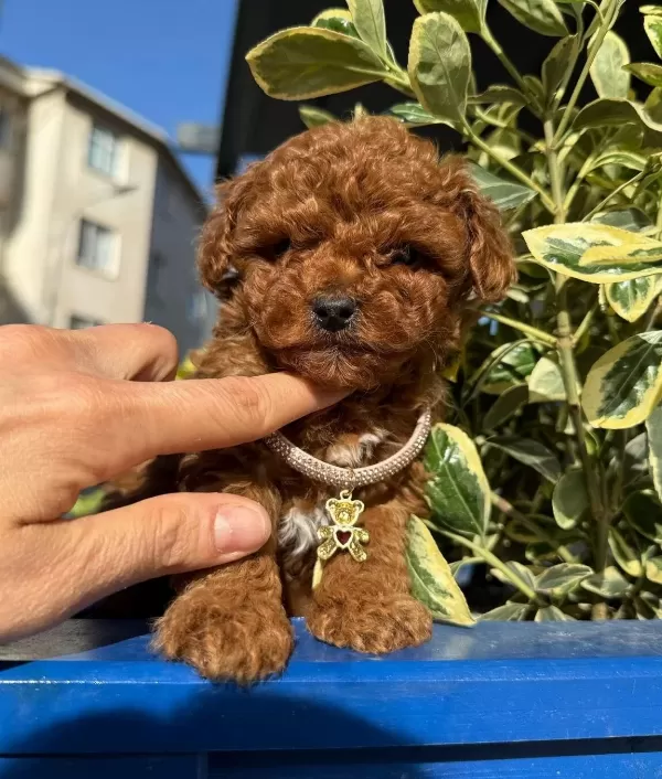 Orjinal Toy Poodle Bebeklerim