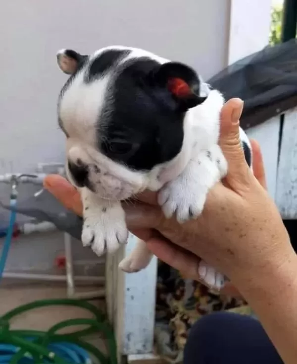 Evraklı Saglıklı Safkan Maskeli Fransız Bulldog Yavruları