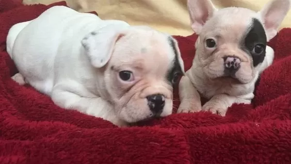 Evraklı Saglıklı Safkan Maskeli Fransız Bulldog Yavruları