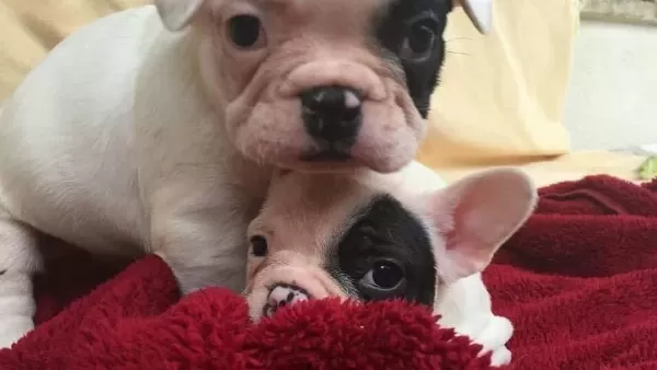 Evraklı Saglıklı Safkan Maskeli Fransız Bulldog Yavruları