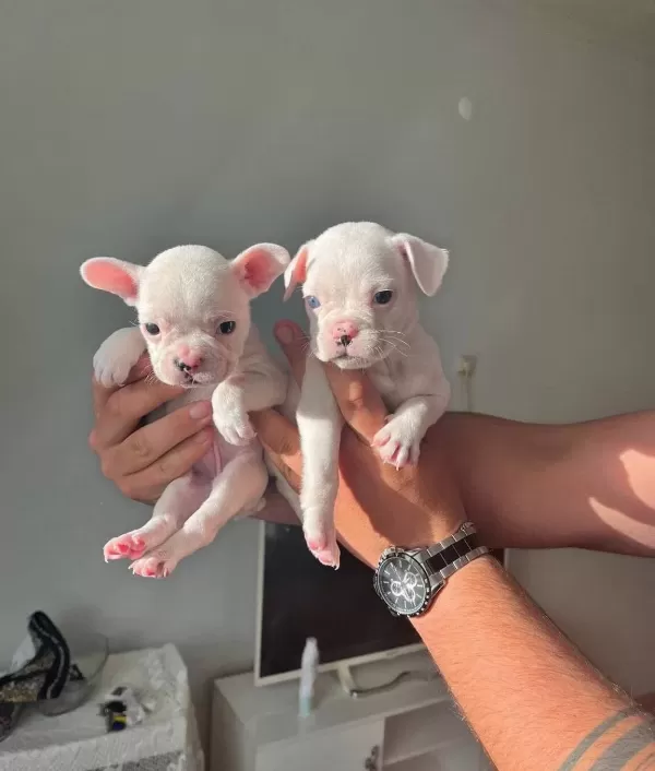 Evraklı Saglıklı Safkan Maskeli Fransız Bulldog Yavruları