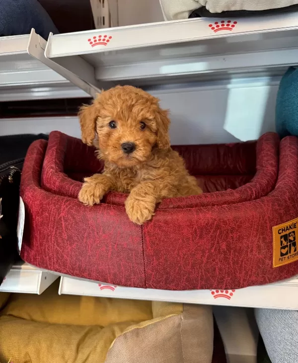 Ruhsatlı Ciftlikten Red Toy Poodle Bebekler