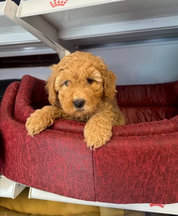 Ruhsatlı Ciftlikten Red Toy Poodle Bebekler