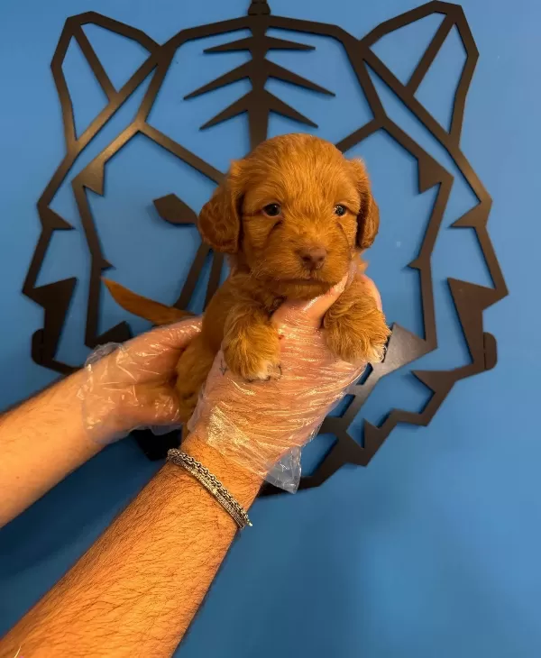 Gülen Yüz Red Ozel Renk Maltipoo Yavruları