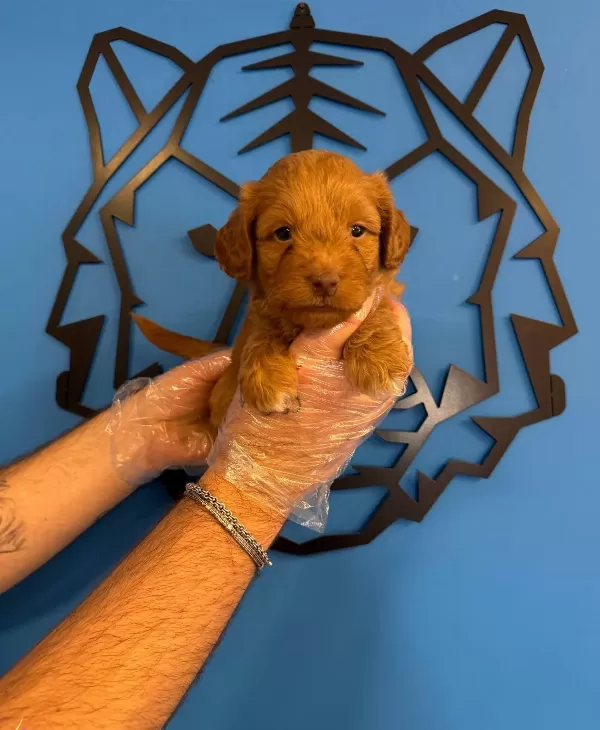 Gülen Yüz Red Ozel Renk Maltipoo Yavruları