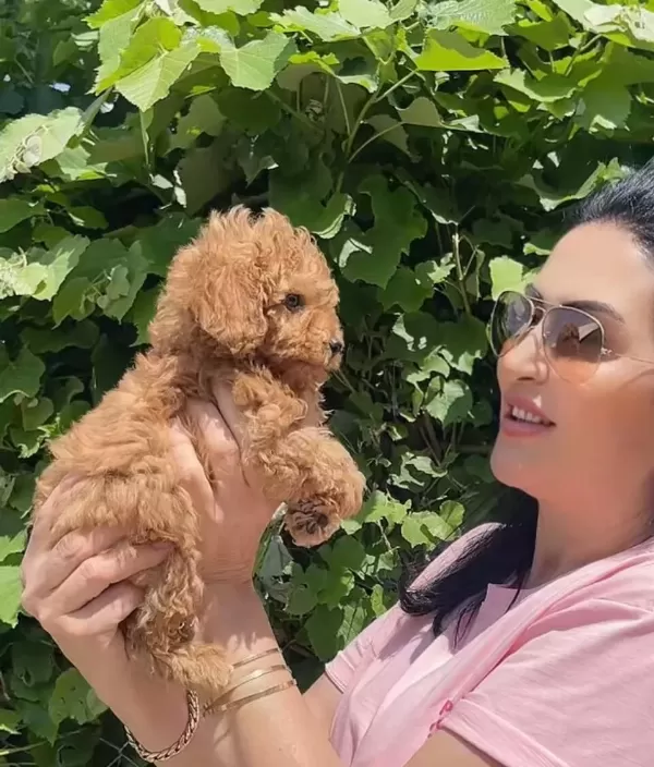 Muhteşem Toy Poodle Yavrularım