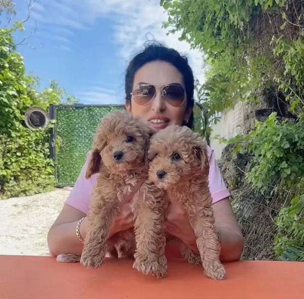 Muhteşem Toy Poodle Yavrularım
