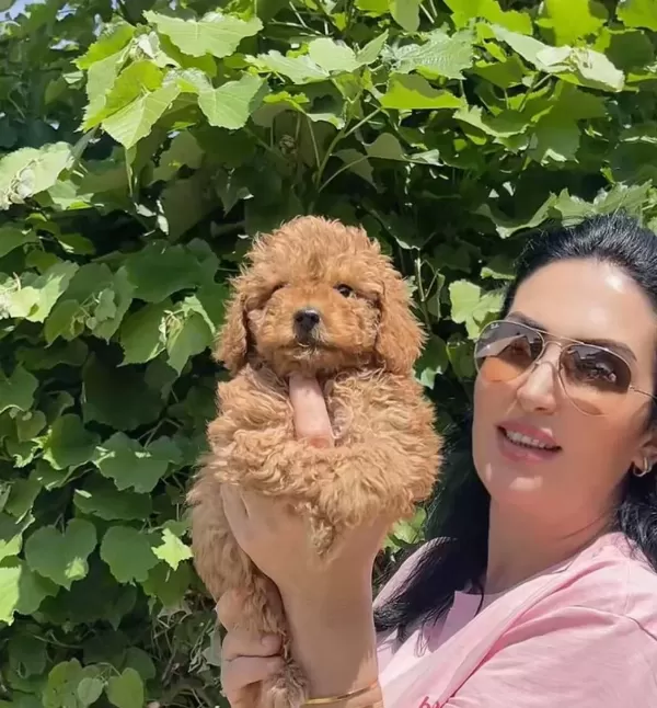 Muhteşem Toy Poodle Yavrularım