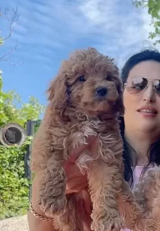 Muhteşem Toy Poodle Yavrularım
