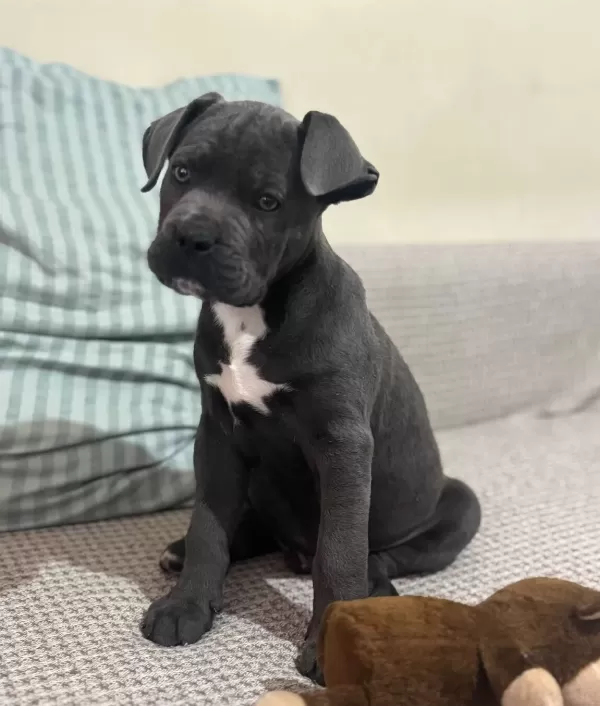 Irkının En Iyisi Frank Cane Corso Yeni Yuvasini Bekliyor