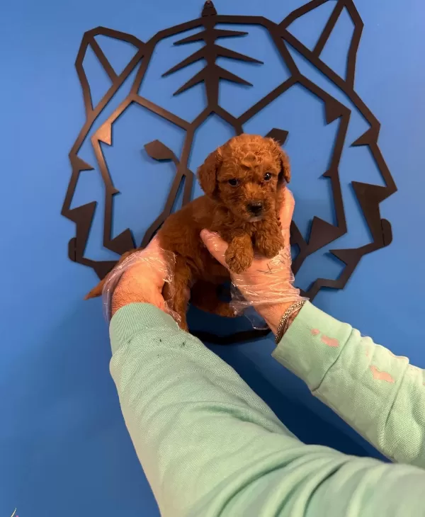 Red Browne Toy Poodle Yavruları