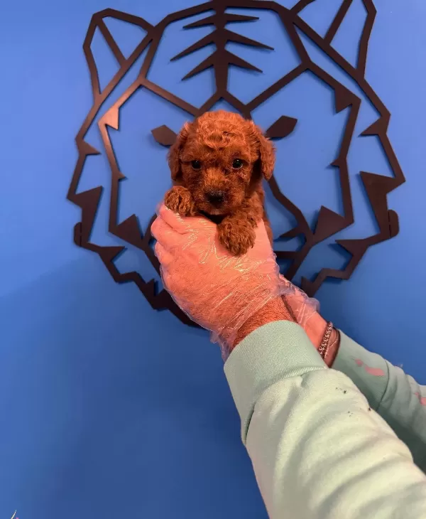 Red Browne Toy Poodle Yavruları