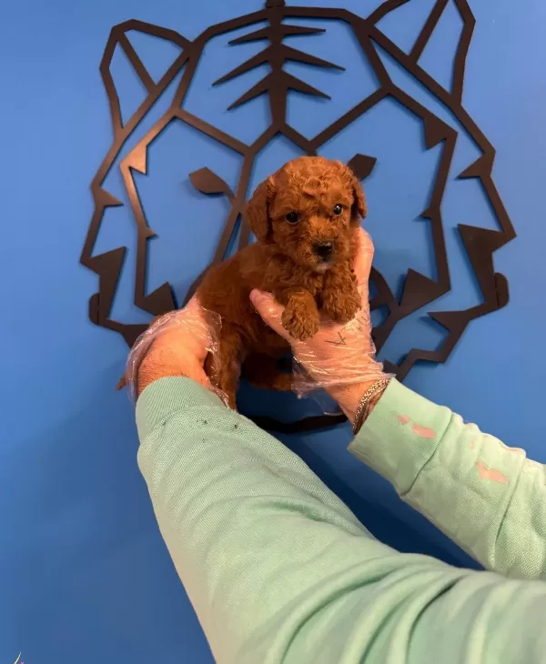 Red Browne Toy Poodle Yavruları