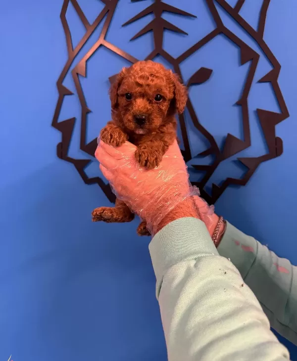 Red Browne Toy Poodle Yavruları