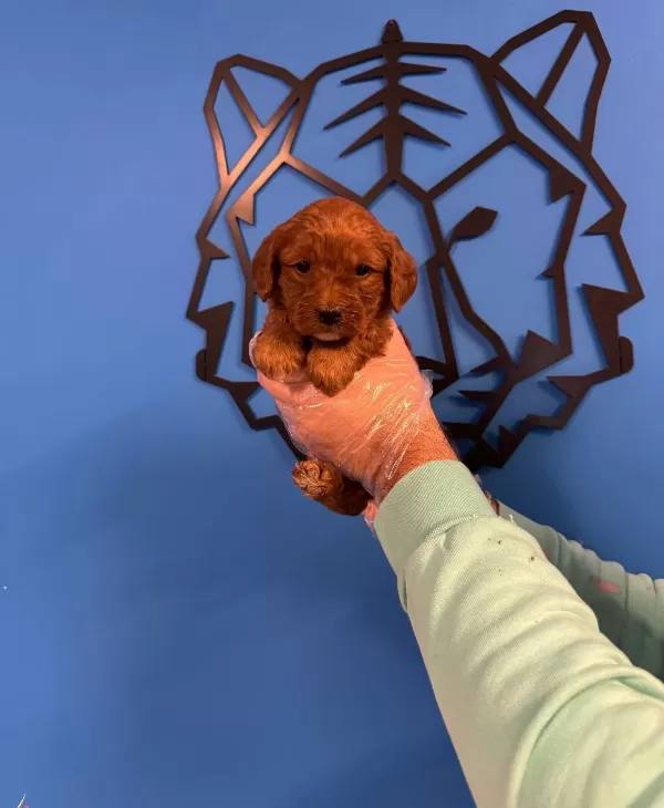 Red Browne Maltipoo Yavruları