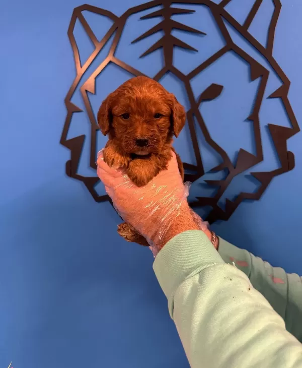 Red Browne Maltipoo Yavruları