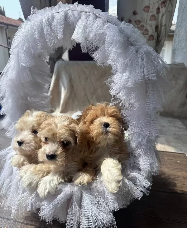 Bebek Yüz Maltipo Yavrularımız