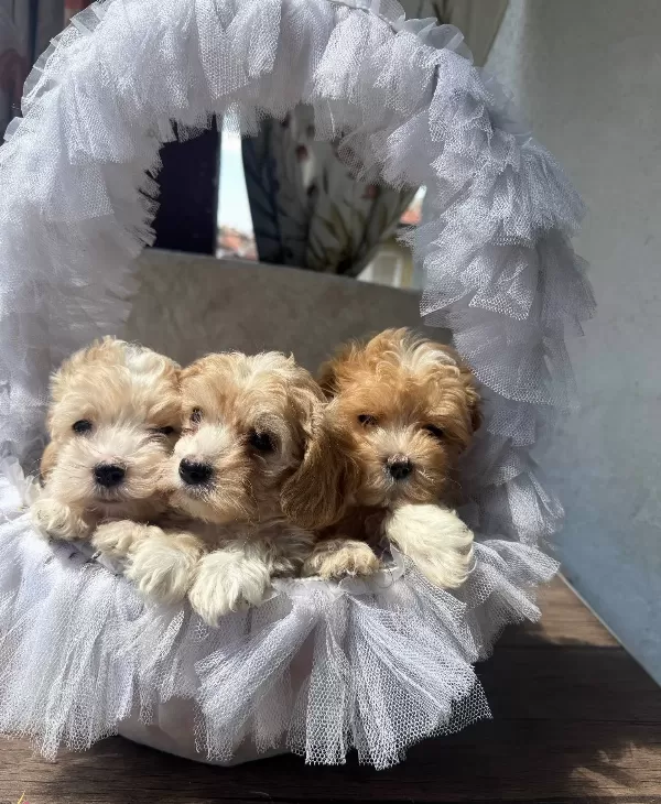 Bebek Yüz Maltipo Yavrularımız