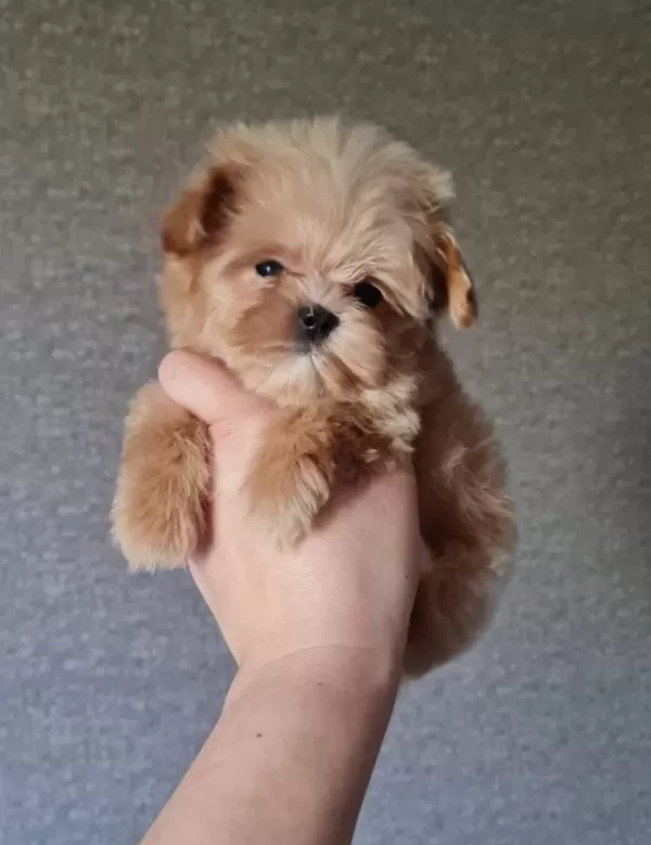 Super Mini Erkek Maltipoo