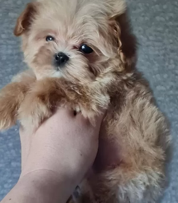 Super Mini Erkek Maltipoo