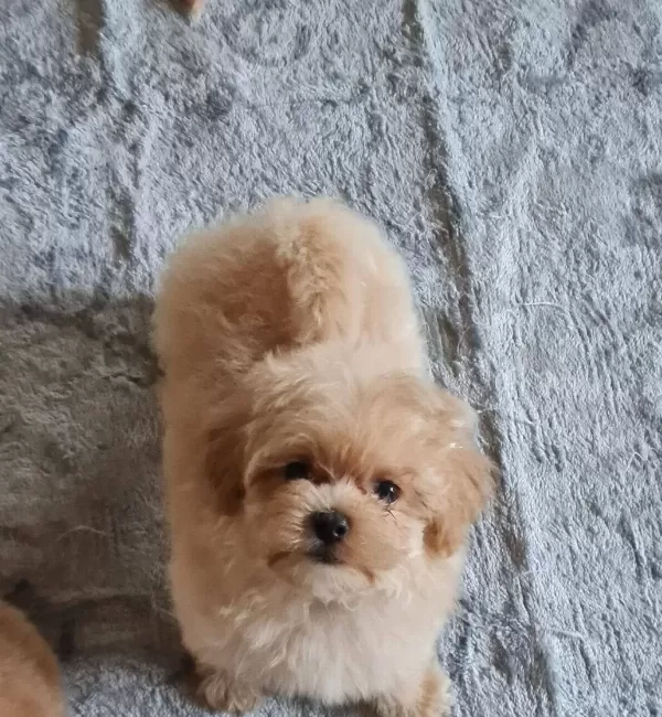Super Mini Erkek Maltipoo