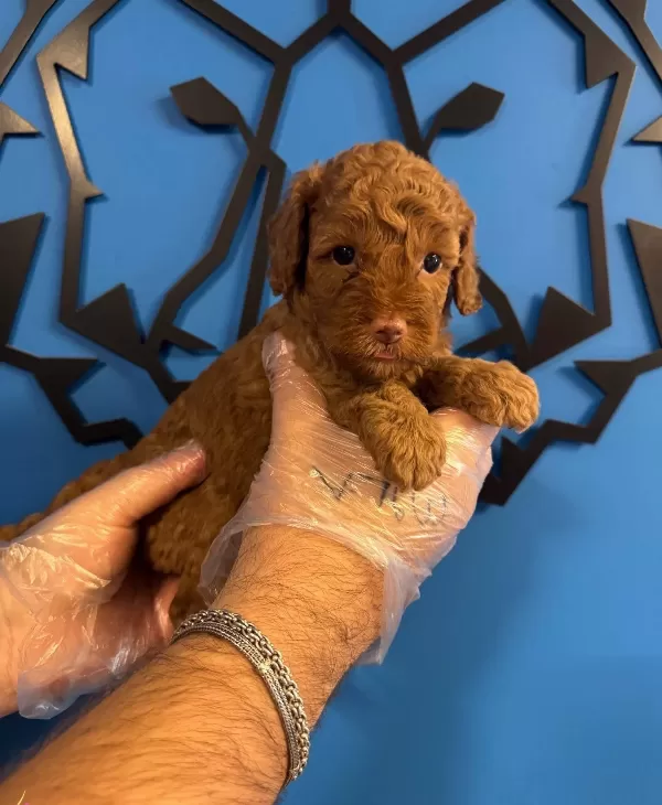 Red Browne Toy Poodle Yavrumuz