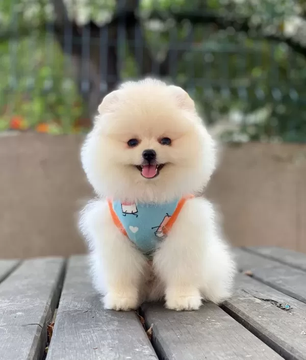 Teddy Bear Suratlı Pomeranian Boo Yavrusu