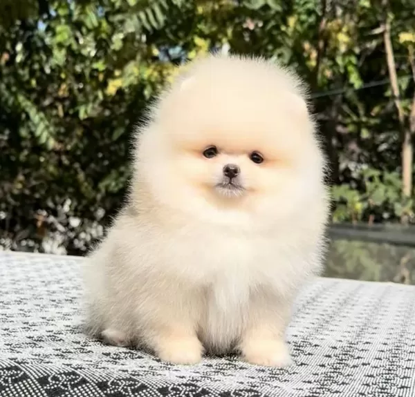 Kar Beyaz Pomeranian Boo Yavrular