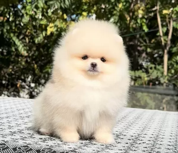 Kar Beyaz Pomeranian Boo Yavrular