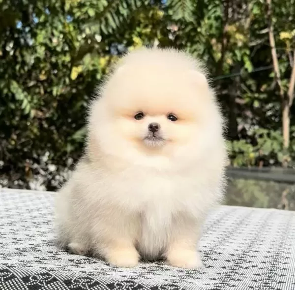 Kar Beyaz Pomeranian Boo Yavrular