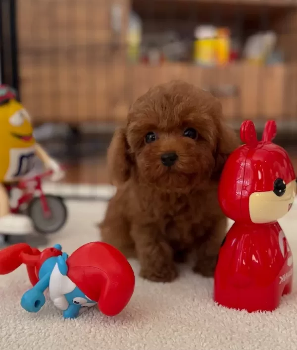Sevimli Mini Poodle Yavrularımız