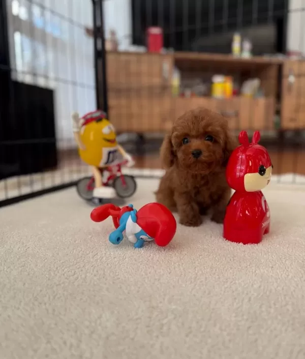Sevimli Mini Poodle Yavrularımız