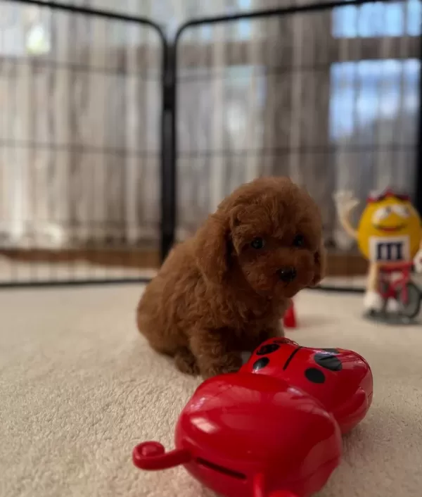Sevimli Mini Poodle Yavrularımız