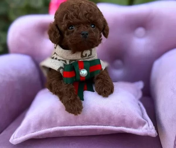 Micro Teacup Poodle Bebeklerimiz