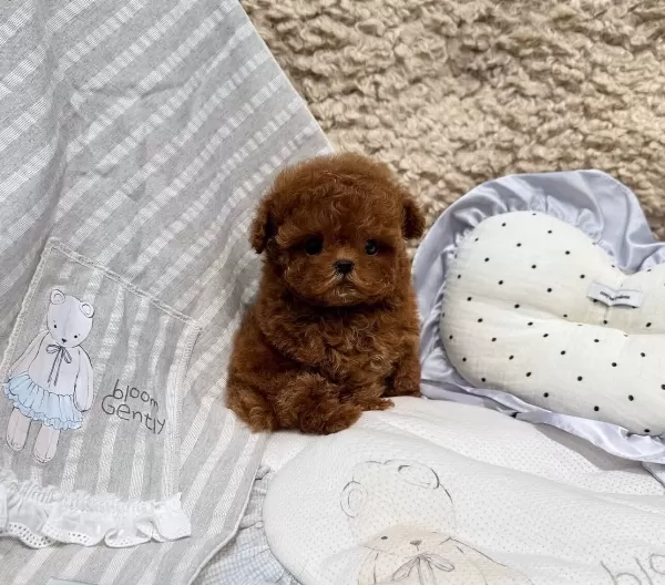 Micro Teacup Poodle Bebeklerimiz