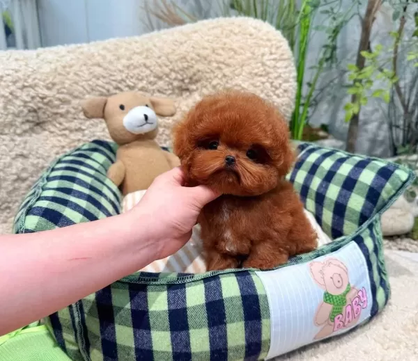 Micro Teacup Poodle Bebeklerimiz