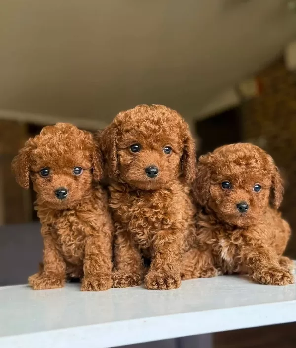 Orijinal Poodle Bebeklerimiz Hazırr