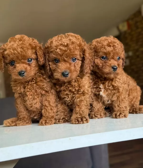 Orijinal Poodle Bebeklerimiz Hazırr