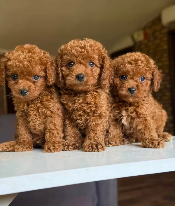 Orijinal Poodle Bebeklerimiz Hazırr