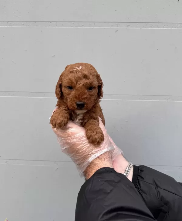 Toy Poodle Formunda Maltipoo Yavrularımız