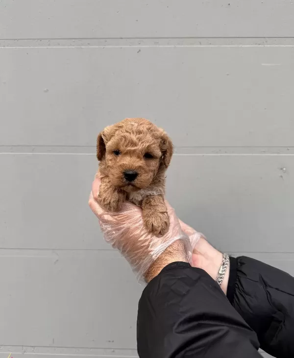 Toy Poodle Formunda Maltipoo Yavrularımız