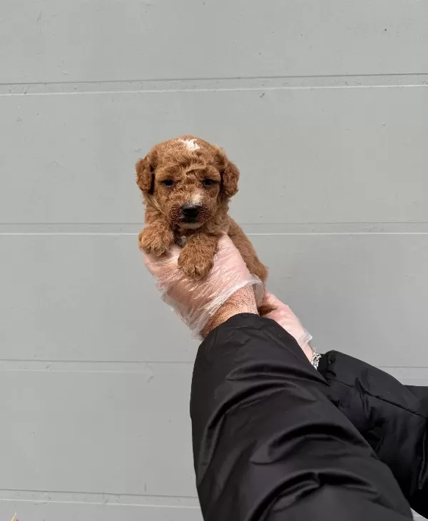 Toy Poodle Formunda Maltipoo Yavrularımız