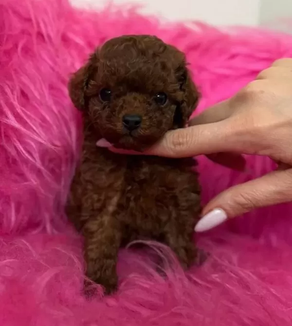 Anne Altından Soy Kutuklu Poodle Bebekler